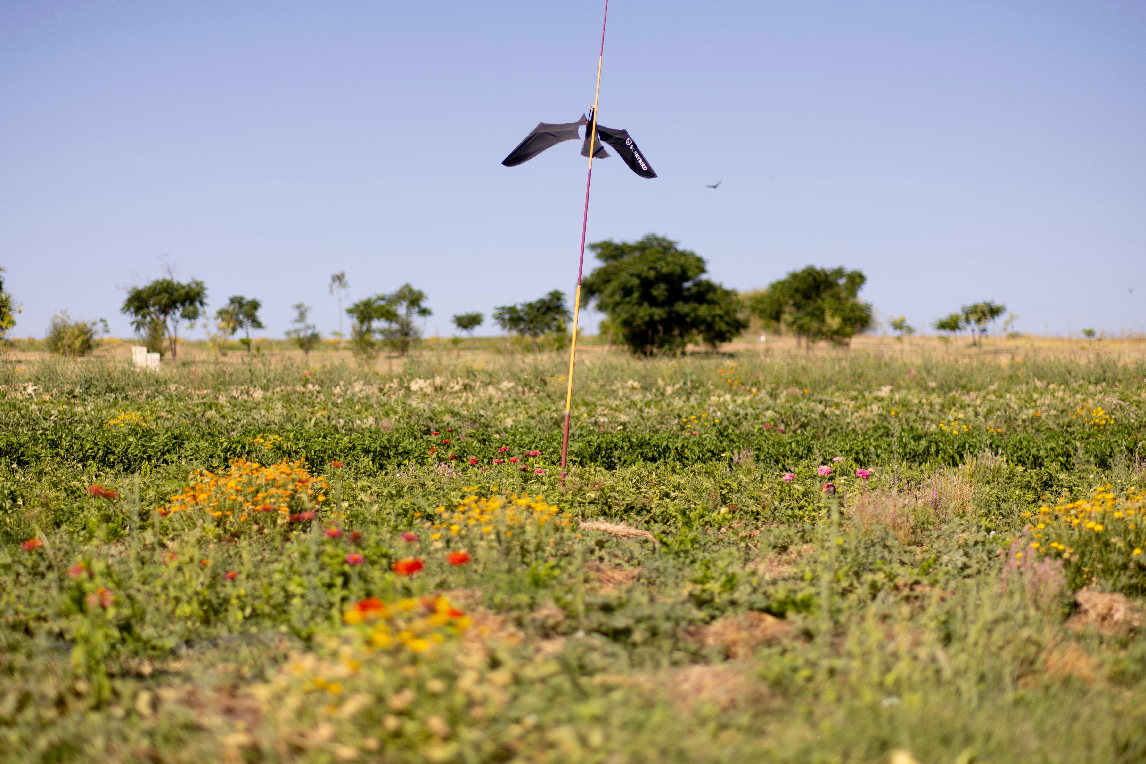 Espantapájaros con forma de ave rapaz, en el centro de la finca de Bioalverde, en Dos Hermanas, el pasado jueves.