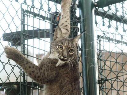 La hembra de lince <b><i>Azahar</b></i>, ayer tras su llegada al nuevo centro de cría de Silves (Portugal).