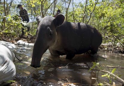 Un tapir centroamericano (Tapirus bairdii), tras ser liberado en su hábitat natural junto a otras especies, en Chinandega (Nicaragua). Todos estos animales, en su mayoría rescatados del maltrato y comercio, fueron devueltos a la naturaleza, previamente entrenados para sobrevivir, aunque algunos, como las zarigüeyas y los zorros, se mostraron temerosos de salir y se quedaron bastante cerca de sus rescatistas. El Zoológico Nacional de Nicaragua, que no extrae especies de su hábitat natural, pero sí las reproduce, cuenta con el Centro Nacional de Rescate de Animales, que cada año entrena cientos de ejemplares y realiza decenas de liberaciones en áreas privadas y las reservas mejor conservadas de Nicaragua.