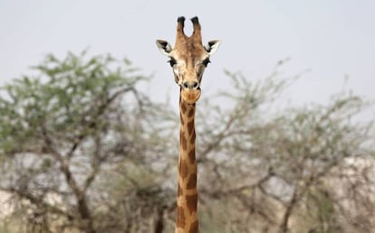 Una jirafa en un safari de Emiratos &Aacute;rabes.