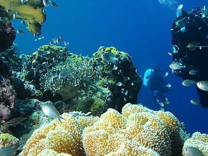 Buceadores de PharmaMar recogen muestras bajo el agua. 