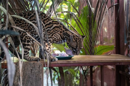 El ocelote Kibhu se encuentra en el centro y no puede ser liberado debido a su depresión. El centro ha recuperado un promedio de 500-700 animales al año desde su fundación en 2008, liberando más del 40% de ellos en la naturaleza, según sus propias cifras.