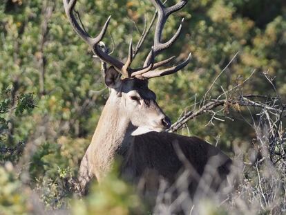 Un ciervo en la reserva de caza Montes Universales, Aragón.