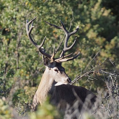 Caza en Aragón