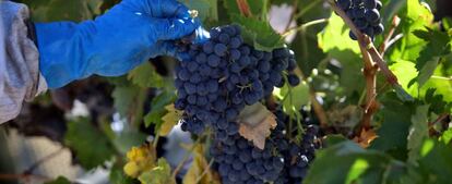 Un racimo de tempranillo en la Ribera del Duero.