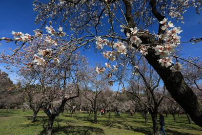 Las primeras flores son la señal de la proximidad de la primavera. El parque está localizado en el barrio de Salvador, en el distrito de San Blas-Canillejas,