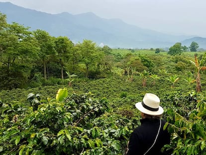 Plantas de café de la hacienda Combia, en Quindío.