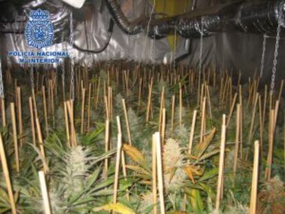 Imagen del invernadero de marihuana desmantelado en Montroi.