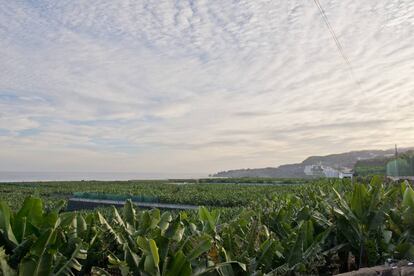 Plantación de plátanos en Canarias