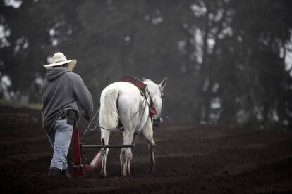 El problema fue que solo se presentaron 485 personas, por lo que, para completar las 39.515 restantes, "vamos a tener que contratar a extranjeros”, según apuntó el vocero de la cámara nacional de agricultura y agroindustria (CNAA).