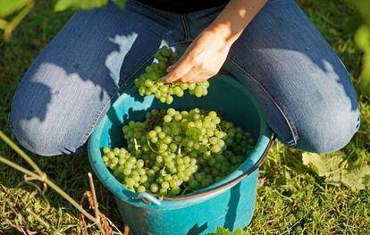 La bodega cooperativa Viñedos de Aldeanueva, tradicionalmente la más madrugadora en la vendimia, comienza esta semana la campaña de 2021 con “muy buenas expectativas de calidad” y pendiente del tiempo en septiembre.