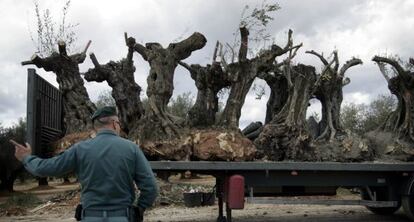 Un agente de la Guardia Civil, ante un cami&oacute;n con olivos que fue inmovilizado en 2007 en La Salzadella cuando se dirig&iacute;a a Francia.