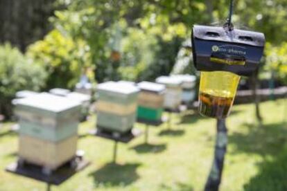 A wasp trap at an apiary in Arzúa, Galicia.