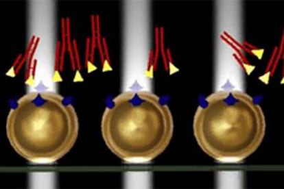 Esquema del nanosensor (la hormona a detectar son los triángulos).