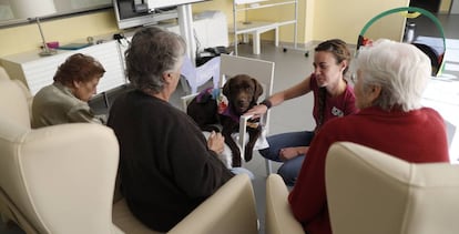 Terapia con perros para pacientes con alzhéimer en el CRE de Salamanca.