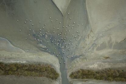 Cigüeñas pescando en un cono de desagüe de la marisma de Doñana.