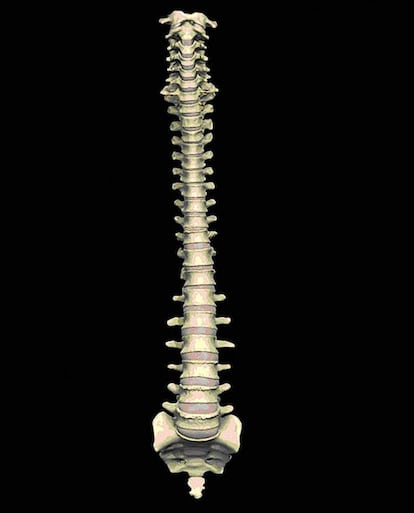 Esta animación en 3D recrea la columna vertebral, una de las muchas animaciones por ordenador para mostrar la exactitud de las ilustraciones del genio del Renacimiento.