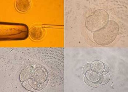 De izda. a dcha. y de arriba a abajo, el procedimiento usado para clonar embriones a partir de la inyección de la célula donante.