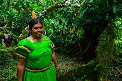 Indígena ngäbe en una plantación de cacao.