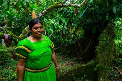 Indígena ngäbe en una plantación de cacao.