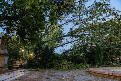 Varios árboles han caído este jueves en el Parque de la Vega de Toledo debido a la borrasca.