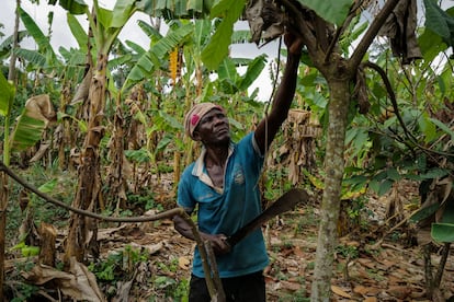 Causas y efectos del descenso de la producción de cacao en Ghana