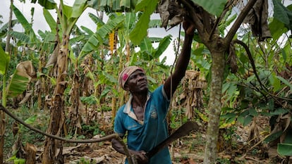 Mahama Ousmanu trabajaba en una plantación de cacao en Kwabeng (Ghana), el 28 de febrero.