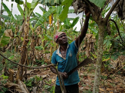 Mahama Ousmanu trabajaba en una plantación de cacao en Kwabeng (Ghana), el 28 de febrero.