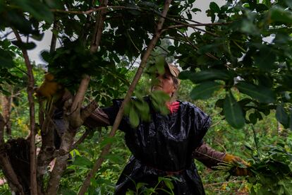 Aurelia, de 42 años, durante una jornada de trabajo en el yerbal. Comenzó a trabajar en la zafra cuando era una quinceañera. El trabajo infantil está prohibido por ley en Argentina, aunque la Organización Internacional del Trabajo calcula que al menos uno de cada 10 menores de 15 años trabaja en el país. 
