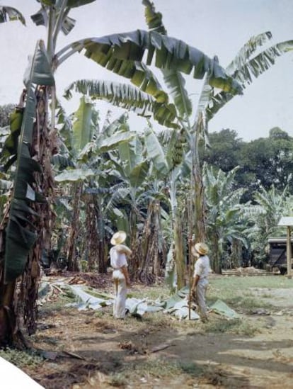 Plantación de bananas de la United Fruit en Tiquisate (Guatemala), en 1945. 