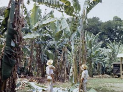 Plantación de bananas de la United Fruit en Tiquisate (Guatemala), en 1945. 