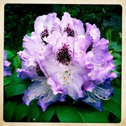 Rododendro, 'Rhododendron spp.', 15 de mayo.