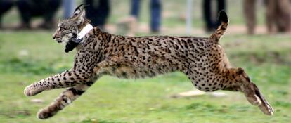 Lynx Kentaro runs to freedom after his release in Toledo last November.
