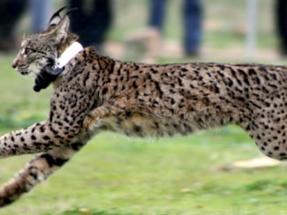 Lynx Kentaro runs to freedom after his release in Toledo last November.