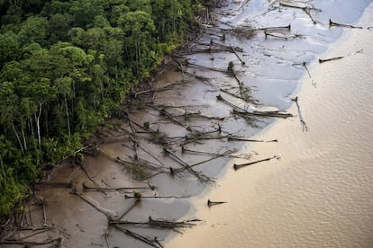 Árvores de mangue caídos ao longo das margens do rio Amazonas, a 80 km ao nordeste de Macapá (AP).