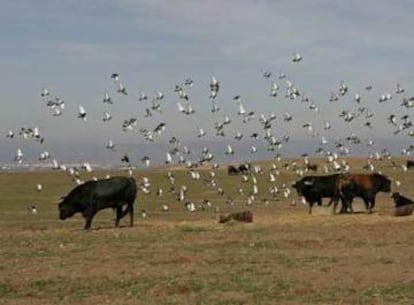 La finca Zahariche, en la localidad sevillana de Lora del R&iacute;o, donde se cr&iacute;an los toros de la ganader&iacute;a de Miura. 