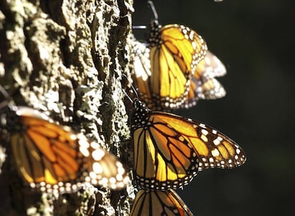 Mariposas monarca sobre el tronco de un árbol en un parque de México, el 30 de septiembre.