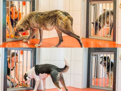 Lobos y perros realizando las pruebas del estudio en el laboratorio austríaco.