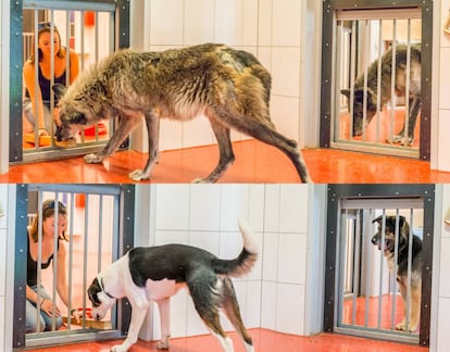 Lobos y perros realizando las pruebas del estudio en el laboratorio austríaco.