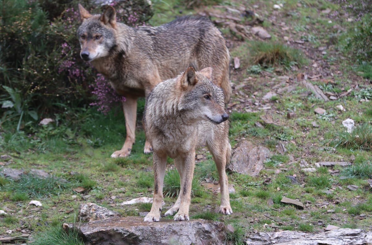 Ecologists, ranchers and the Board clash over the protection of the wolf in Castilla-La Mancha | Spain