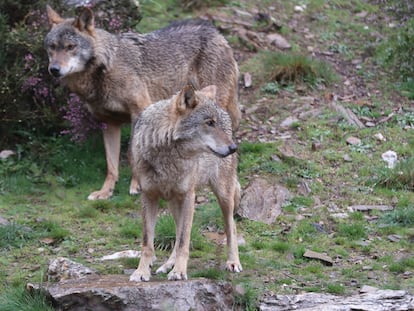 Protección del lobo en Castilla-La Mancha