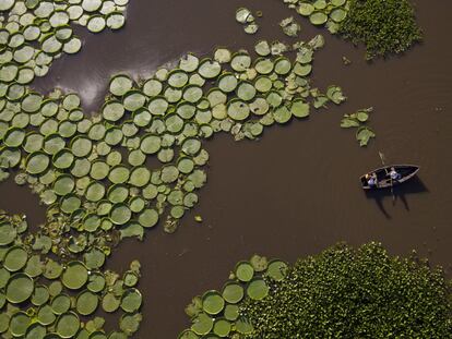 Cientos de plantas Victoria Cruziana flotan sobre el agua del río Salado en Piquete Cué (Paraguay).