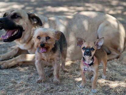 Perros: ¿tener o no tener?