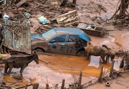 Os animais, ilhados, tentam se mover pela lama profunda, mas acabam presos. Na foto, cavalos ainda permanecem em Bento Rodrigues.