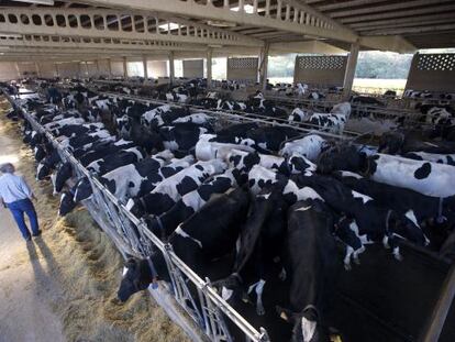 Granja A Devesa de Langueir&oacute;n, en Ponteceso, considerada la m&aacute;s grande de Galicia 