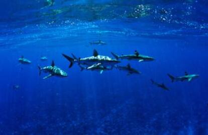 Tiburones de arrecife en Tiputa, Rangiroa.