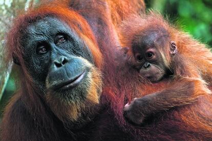 Orangután de Sumatra, amenazado por la degradación de su hábitat.