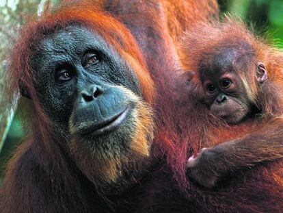 Orangután de Sumatra, amenazado por la degradación de su hábitat.
