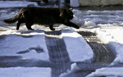 Un gato pasea en una calle cubierta de nieve en Santiago de Chile, el 15 de julio de 2017.