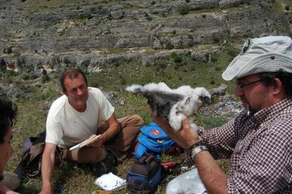 Jes&uacute;s &Aacute;ngel Lemus takes a sample from a vulture chick in 2007.